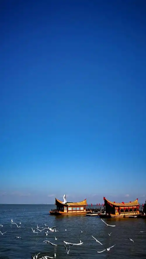 一组蓝天与红嘴鸥的手机壁纸