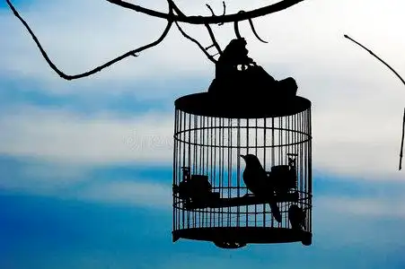 笼中鸟图片
