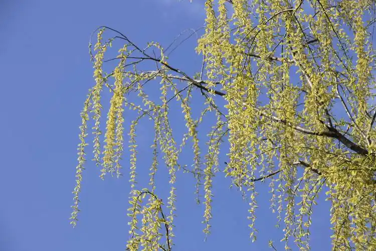 春风吹绿虞河柳