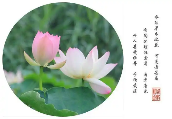 周敦颐的《爱莲说》通过对莲花体态,气质的描写,歌颂了莲花不慕名利