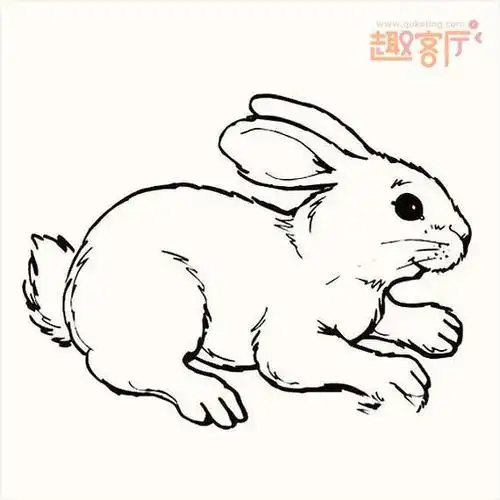 小兔子图片简笔画简笔画动物兔子