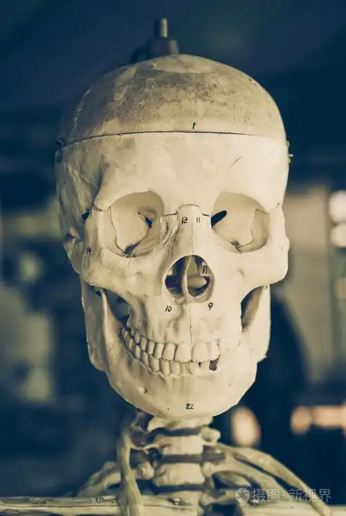 骷髅头特写照片-正版商用图片1lv7oy-摄图新视界