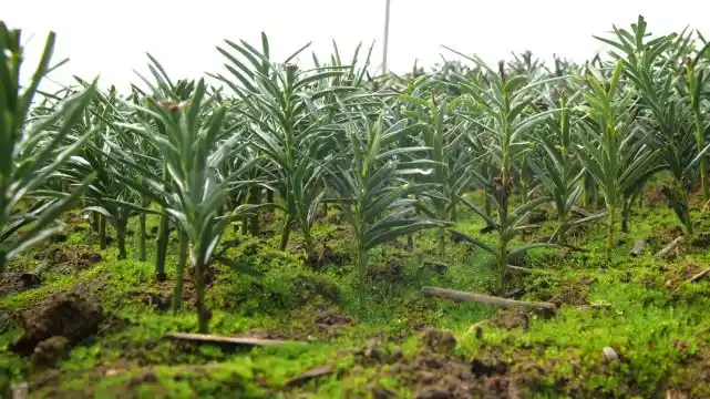 问苗农业科技曼地亚红豆杉简介