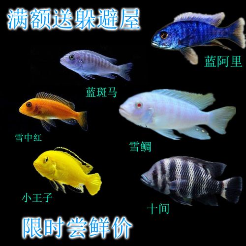 鲷科活体三湖慈鲷马鲷杂鲷鱼热带淡水好养耐活鱼