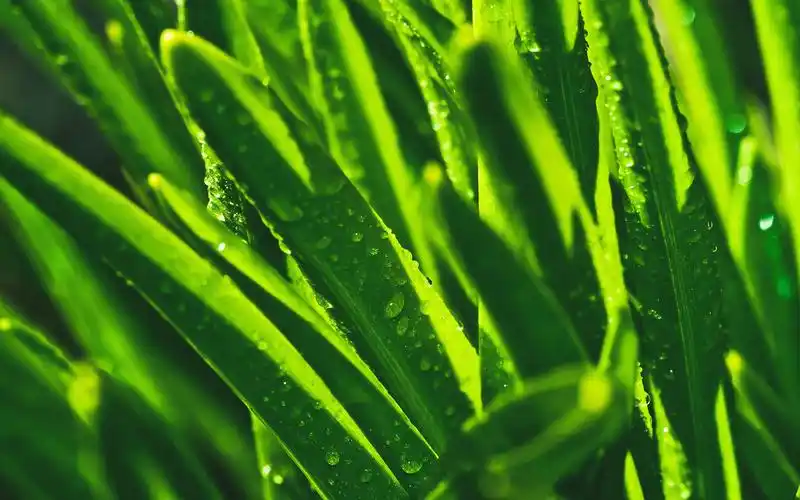 绿色壁纸图片 _ 图片网