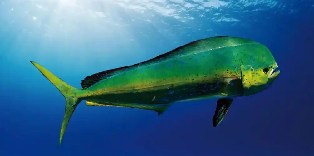 海洋小彩虹蠢萌贪吃鬼鲯鳅