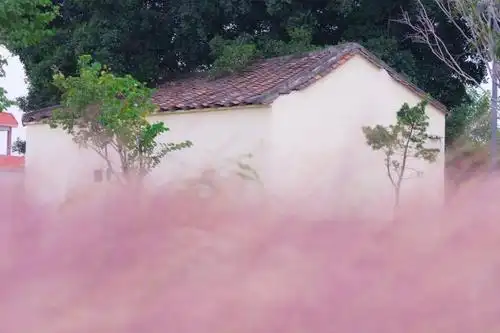 惊喜我们在万江发现了ins风粉红海