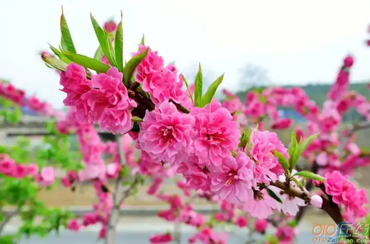 美丽的桃花作文700字