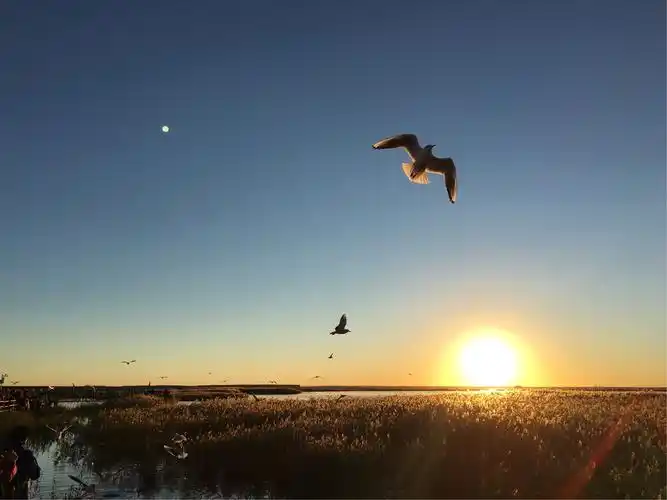 居延海日出下展翅飞翔的海鸥