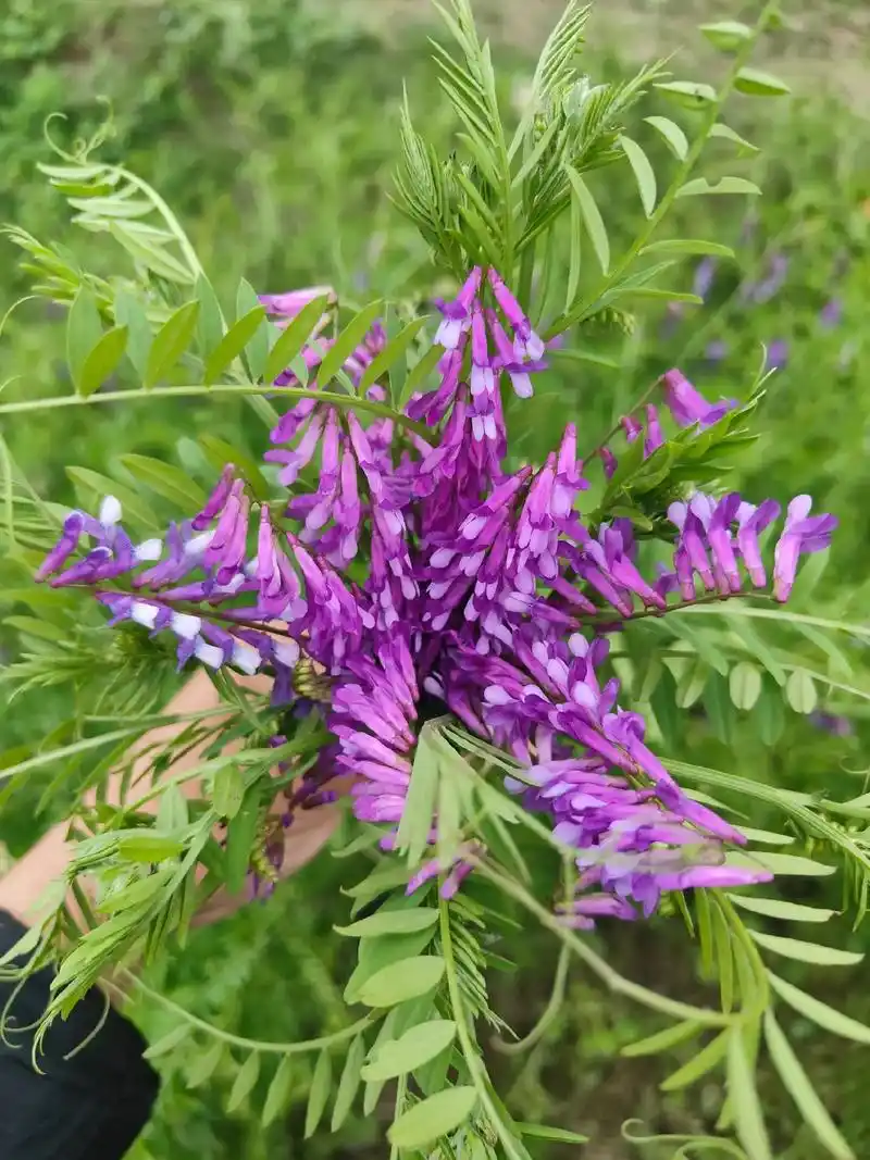 自从有了抖音之后,感觉除了电线杆都能吃了,听说这个野豌豆荚很 - 抖