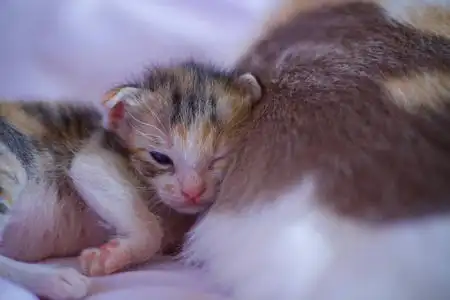 小猫宝宝可爱的动物照片