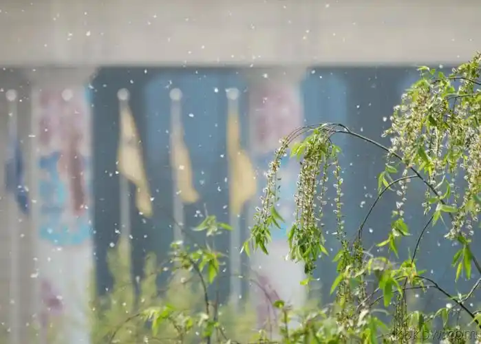 又是一季春来到柳絮满天飘