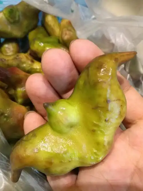 网上对菱角的误解.