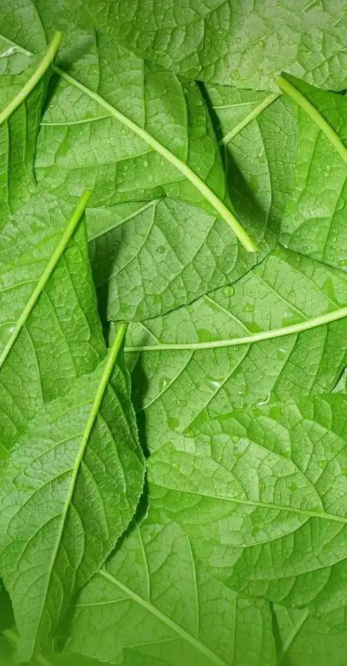 绿色养眼高清壁纸