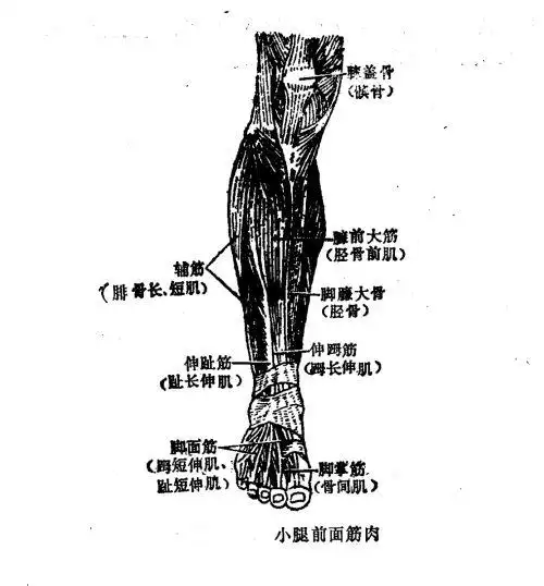 小腿筋肉前面有臁前大筋(胫骨前肌),伸蹰筋(长伸肌)和伸趾筋(趾长伸肌