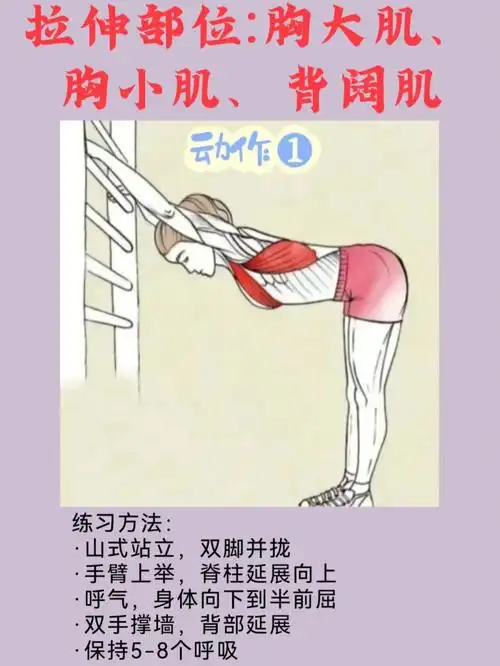 拉伸部位胸大肌胸小肌背阔肌