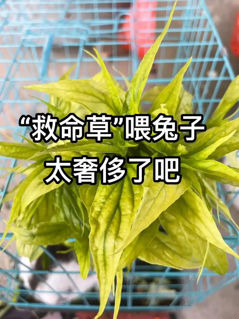 救命草,有没有认识的.@抖省 @yiyi7815恩恩  #鳄嘴花 - 抖音