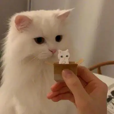 最近超火的超可爱猫咪头像呆萌情侣 微信头像猫咪图片大全可爱_个性