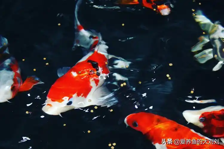 想为锦鲤开小灶的鱼友想为锦鲤开小灶的鱼友学会喂菠菜效果比你想得好