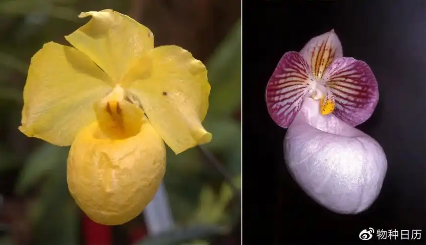 杏黄兜兰与硬叶兜兰.图片:wikimedia