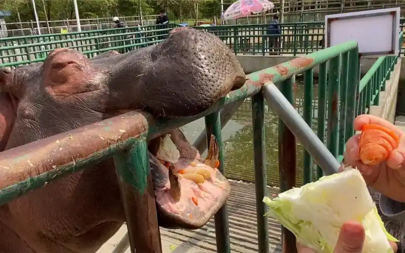 宿迁动物园河马馆小朋友给河马喂食