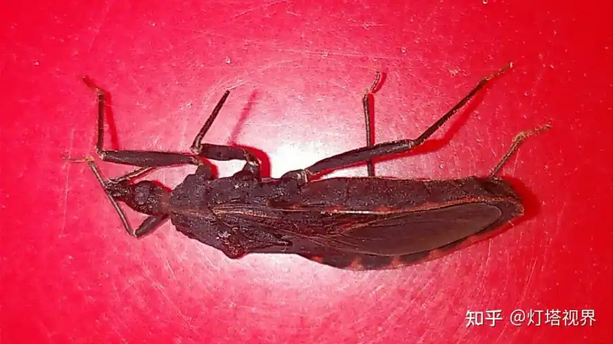 晚上飞来一只吸血锥蝽