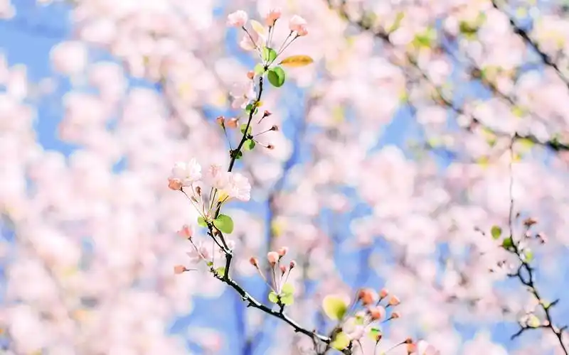 粉色浪漫樱花图片桌面壁纸高清大图预览1920x1200_植物壁纸下载_美桌