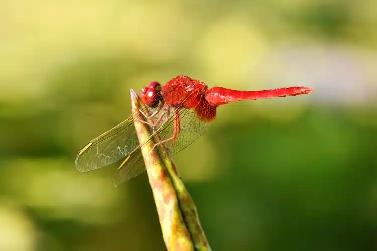 红蜻蜓