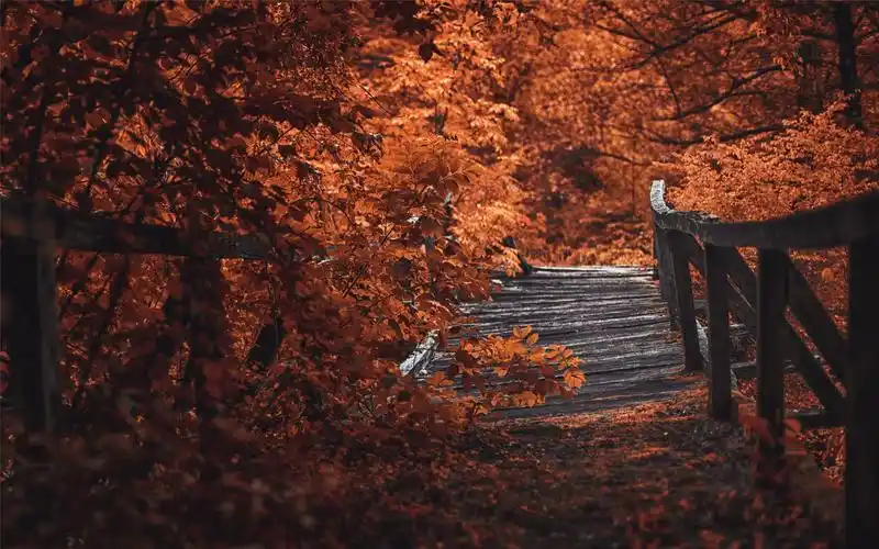 唯美伤感秋天风景壁纸_秋天落叶的凄美浪漫