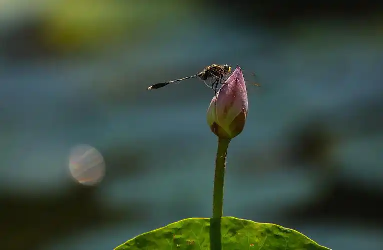 暮春时节,一只蜻蜓停落在海南三亚一景区含苞待放的荷花上.图片下载