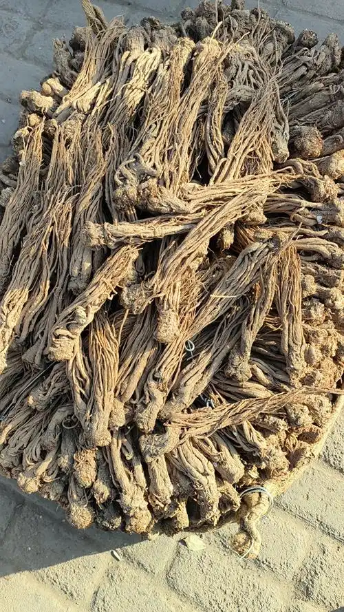 甘肃定西产地当归上货量大价格疲软