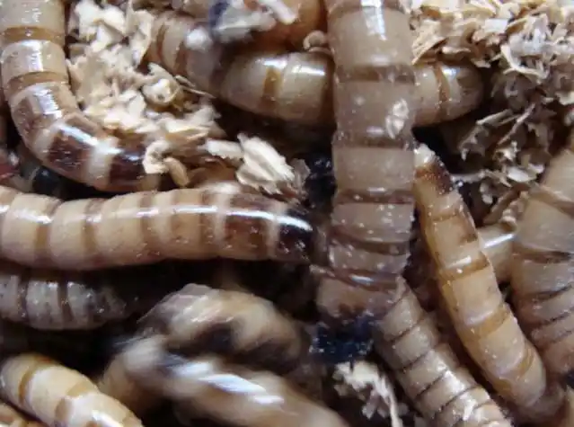 浙江大麦虫黄粉虫大麦虫蛹大麦虫商品虫黄粉虫种虫蛹粪沙