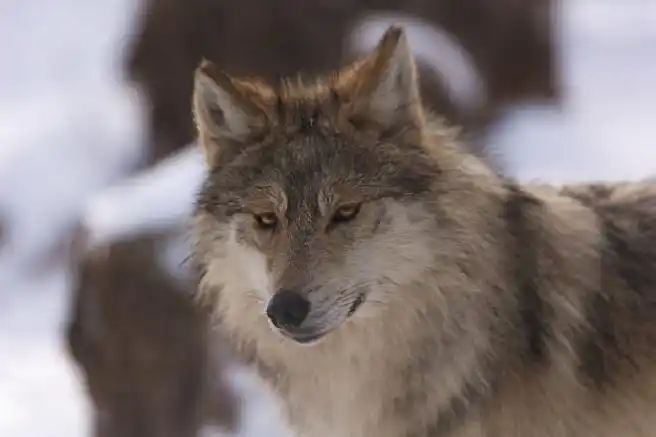 一组帅气小狼写真~#狼##犬科动物#——所属:美国科罗拉多州狼与野生