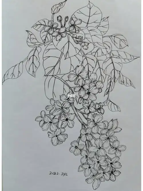 丁香花线描
