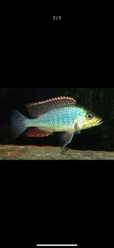 热带观赏鱼三湖慈鲷马鲷红翅绿珍珠