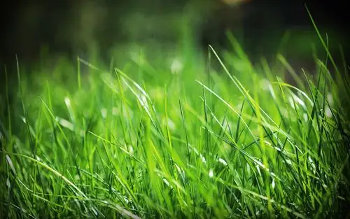 草,草地,绿色,护眼,清新,春天,春日,生机盎然,拥抱绿色,风景草壁纸