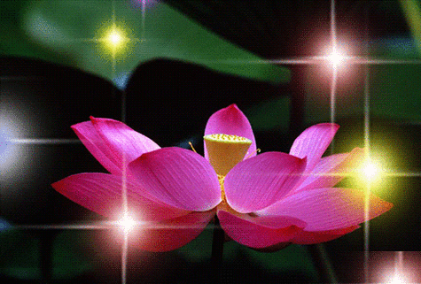 一组动态荷花图