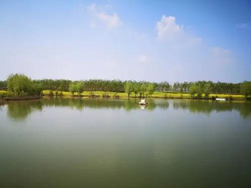 千娇百媚万般妖娆风姿绰约陈桥湿地公园