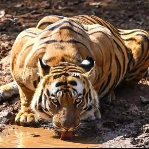 武松当年是怎么赤手空拳打死的#老虎  #武松 #问题  #四字成语