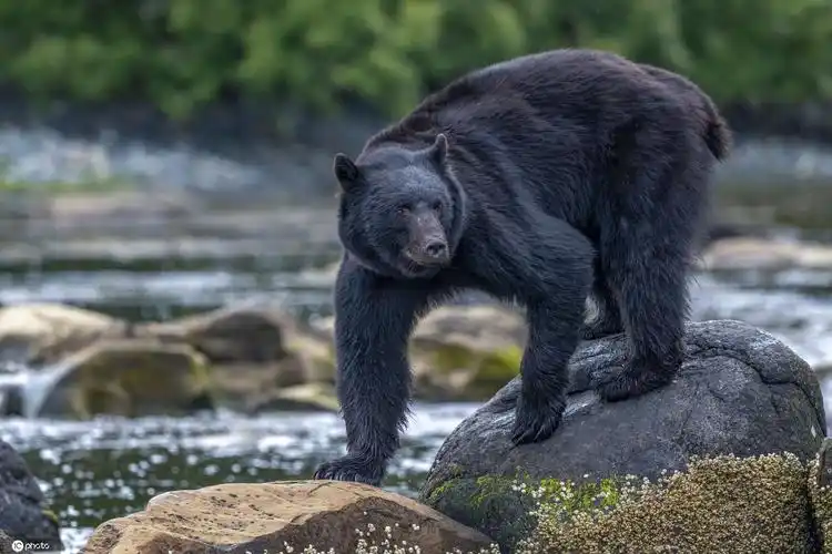 加拿大黑熊水中捕鱼津津有味享受大餐