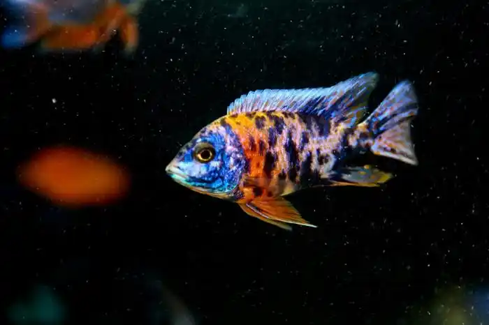 上海徐汇区桂林路再出三湖