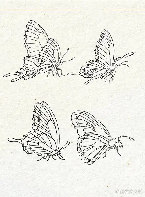 蝴蝶 | 结构 | 多角度线稿 学习一下国画工笔画中蝴蝶的画法并画了