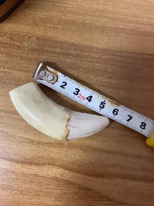 亲戚几年前从非洲带回来的虎牙,是真的吗?值多少钱?