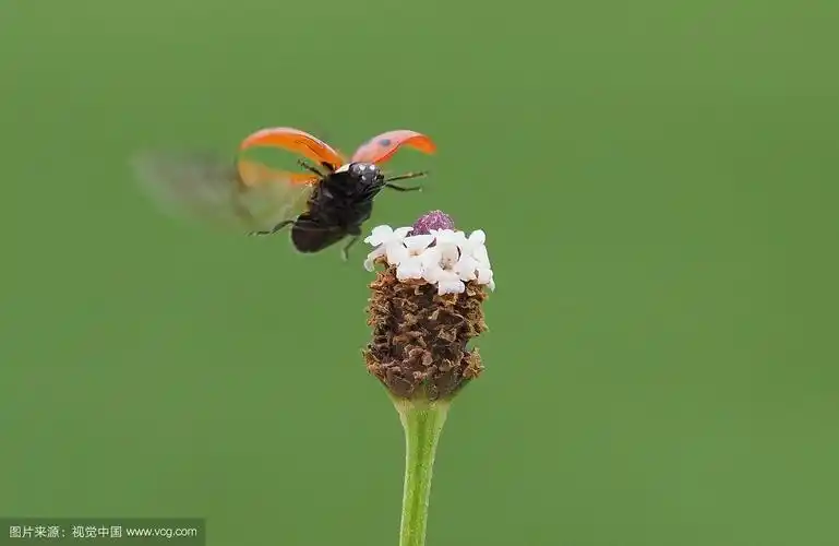 瓢虫飞近花