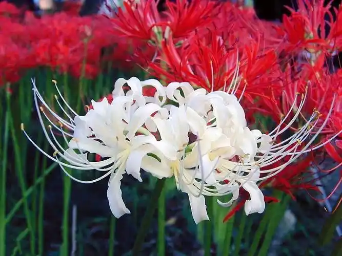 彼岸花寓意开一千年落一千年花叶永不相见