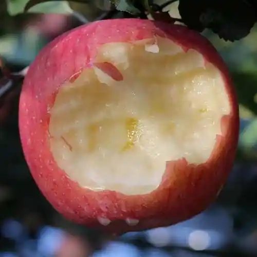 中国这4个地方的苹果,超好吃!个个清甜脆爽,水分足,建议尝尝 - 普茶网