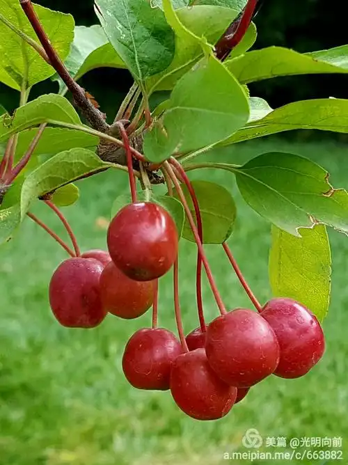 春华已秋实 海棠果正红---海棠花果五十图