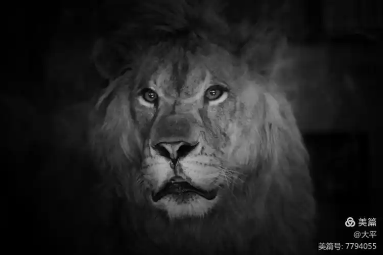 我的动物世界【黑白篇】