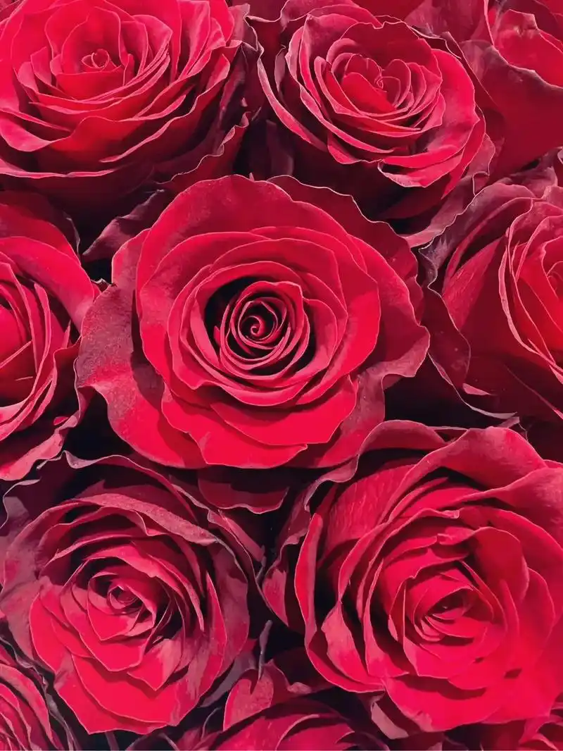 高原红玫瑰原图直接美翻从昆明刚刚发回来的花品质杠杠的