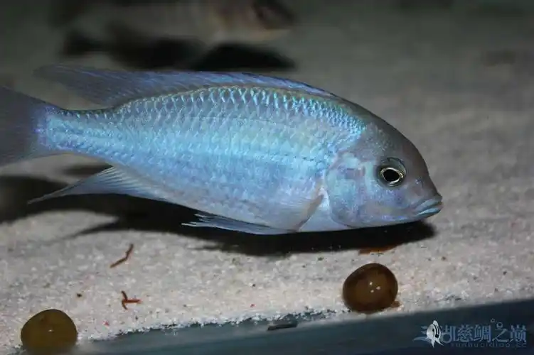【名鱼有主】乌市小新——蓝茉莉 - 三湖慈鲷玩家 - 龙巅三湖慈鲷